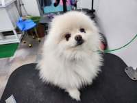 체인지펫미용