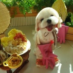 니블 강아지유치원&애견호텔