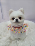개네집 고양이