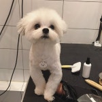 수영애견미용애견셀프목욕