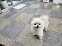체인지펫미용