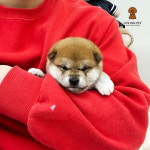 러빙펫 강아지분양 시흥배곧본점