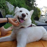 더웰니스풀빌라&스파