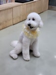 뽀독 시흥정왕점