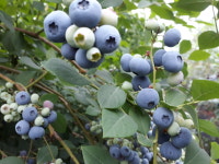 다오네농업회사법인