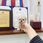 러빙펫 강아지분양 시흥배곧본점