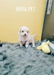 파주운정강아지분양 호야펫