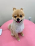 살랑더테일