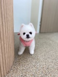 살랑더테일