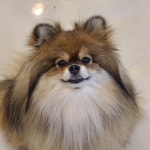 더귀여워 애견카페