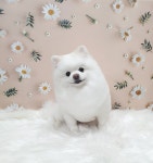 강아지살롱