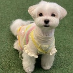 애견카페 로제몽