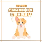 쉐이크테일 강아지 애견호텔 애견유치원 미용
