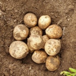 지리산채담빛농원