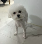 체인지펫미용