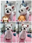 이발하개
