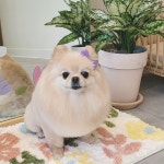 딸기펫살롱
