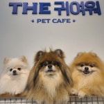더귀여워 애견카페