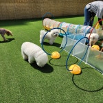 놀펫강아지유치원애견호텔서울애견유치원 성북본원