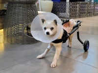 이솝동물메디컬