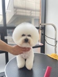 선샤인퍼피
