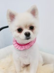 체인지펫미용