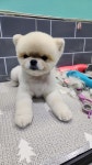 개좋은세상