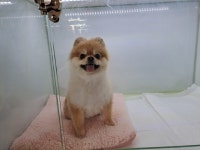 퍼피멍멍