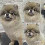 바버독