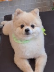 퍼피멍멍