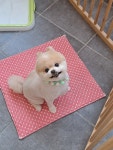 퍼피멍멍