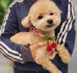 멍냥이네 애견미용