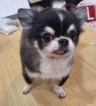 도그도담