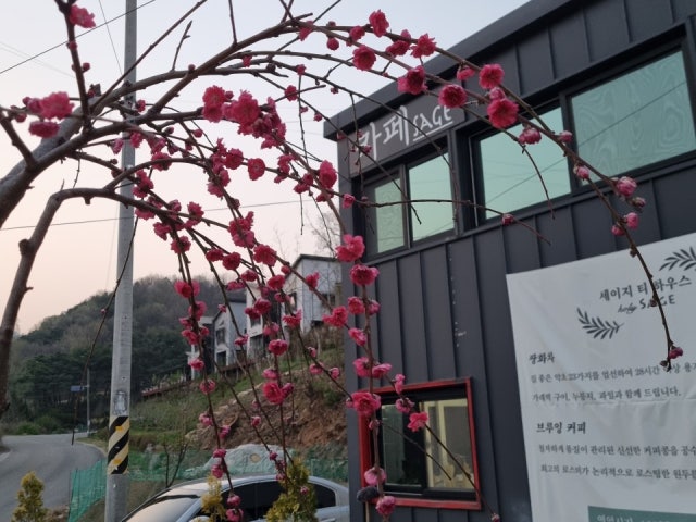 카페세이지