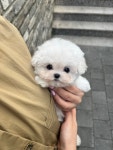 대구강아지분양 마마스미독 본점