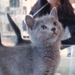 네발하우스 고양이전문 마포점