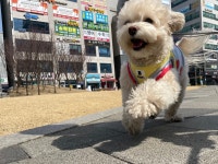 멍뭉유치원 다산점