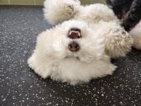 멍뭉유치원 다산점