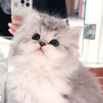 네발하우스 고양이전문 마포점