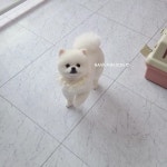 햅번독