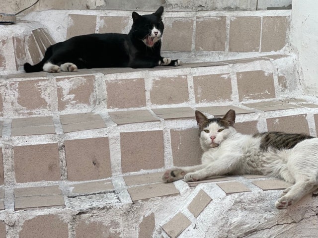 블루하라