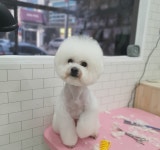 천사애견