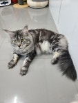 캣츠앤몬스터 고양이카페&분양