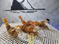 섬하나수산