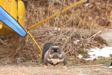 KGB켄넬