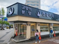 대구고양이분양캣갤러리