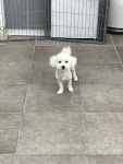 블리스펫츠