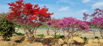 이한조경