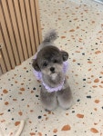 러버몽