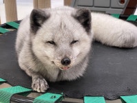 에덴미어캣프랜즈